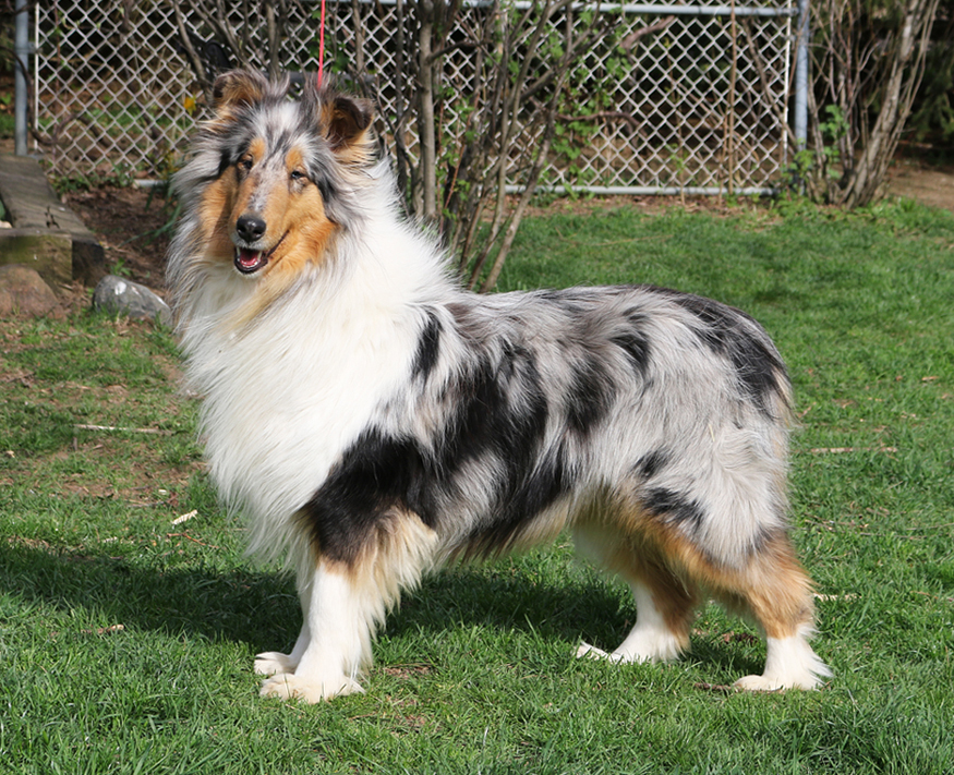 adult collies for sale